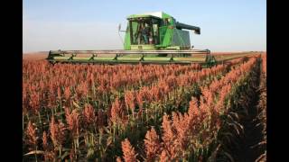 Sorghum in the Field From Planting to Harvest [upl. by Aiam]