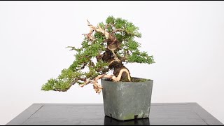 Shohin Juniper Bonsai from Cuttings Part 2  BonsaiU [upl. by Eastlake484]