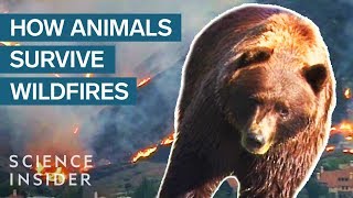 What Happens To Wild Animals During A Wildfire [upl. by Ednarb491]