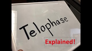 Telophase explained [upl. by Stephannie]