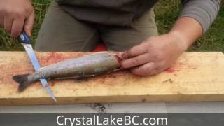 How to Fillet Rainbow Trout easy and in 30 seconds or less [upl. by Sile215]