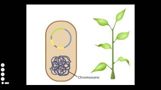 Agrobacterium A Plant Gene Transfer Vector [upl. by Kannan]