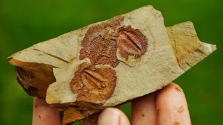 Finding 400500 Million Year Old Trilobite Fossils in Georgia The Oldest Fossils I Have Ever Found [upl. by Aeiram]