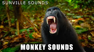 Monkey Sounds  Wilder Sounds Of Nature  Peters World Animal Sounds [upl. by Aicerg]