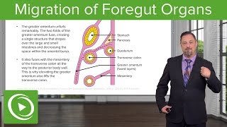 Foregut Organs Omentum amp Mesenteries – Embryology  Lecturio [upl. by Eulalie]