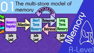 The multi store model of memory AQA ALevel [upl. by Tevis]