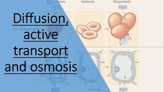 Diffusion active transport and osmosis [upl. by Hanah368]