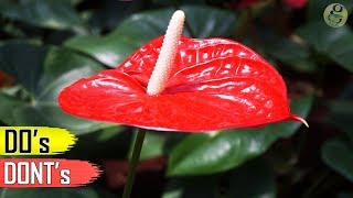 ANTHURIUM PLANT CARE TIPS – INDOOR FLOWERING PLANT [upl. by Anelahs328]