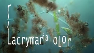 lacrymaria olor [upl. by Marih718]