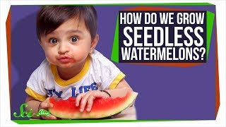 How Do Seedless Watermelons Reproduce [upl. by Crosse]