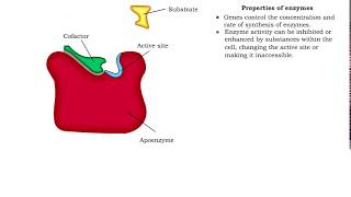 Enzyme structure  Properties of enzymes [upl. by Nylegna791]