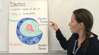 Organization of the Cell [upl. by Titus]