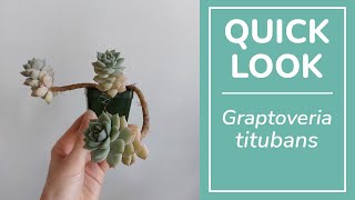 Graptoveria titubans [upl. by Lamb325]