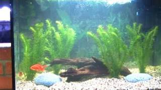 How To Clean A Fish Tank [upl. by Tindall]