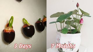 How to grow mini lotus from seeds sprout quickly [upl. by Chae]