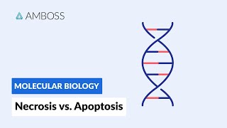 Necrosis vs Apoptosis Cell Death [upl. by Frazer]