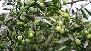 Growing the Table Olive Olea europaea [upl. by Godric971]