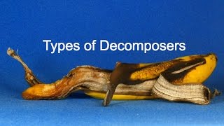 Types of Decomposers [upl. by Behl68]