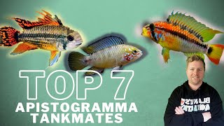 Top 7 Apistogramma Tankmates [upl. by Torres]