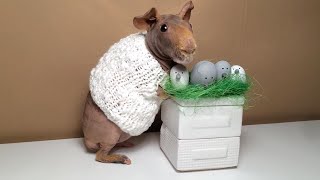 Hairless Guinea Pig Celebrates Easter [upl. by Boulanger]