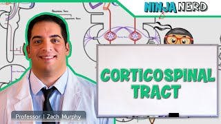 Neurology  Descending Tracts Corticospinal Tract [upl. by Anailuj415]