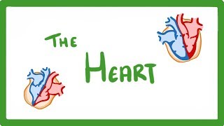 GCSE Biology  The Heart 23 [upl. by Hwu970]