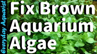 Why New Aquariums Go BROWN  Fixing Brown Diatom ALGAE [upl. by Aihsekin]