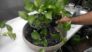 Repotting Pothos [upl. by Dnana]