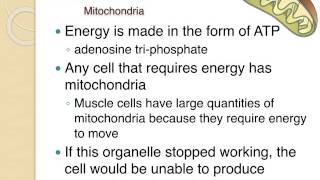 Cell Organelles Structure amp Function [upl. by Josephina214]