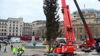 Trafalgar Square Christmas tree raised [upl. by Quintie]