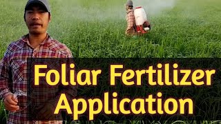 How to apply foliar fertilizer [upl. by Aicenev440]