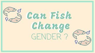 Can Fish Change Gender  Overview on Hermaphroditism [upl. by Ardnama]