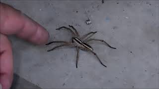 Try and Touch a 3quot Wolf Spider See what happens [upl. by Notse]